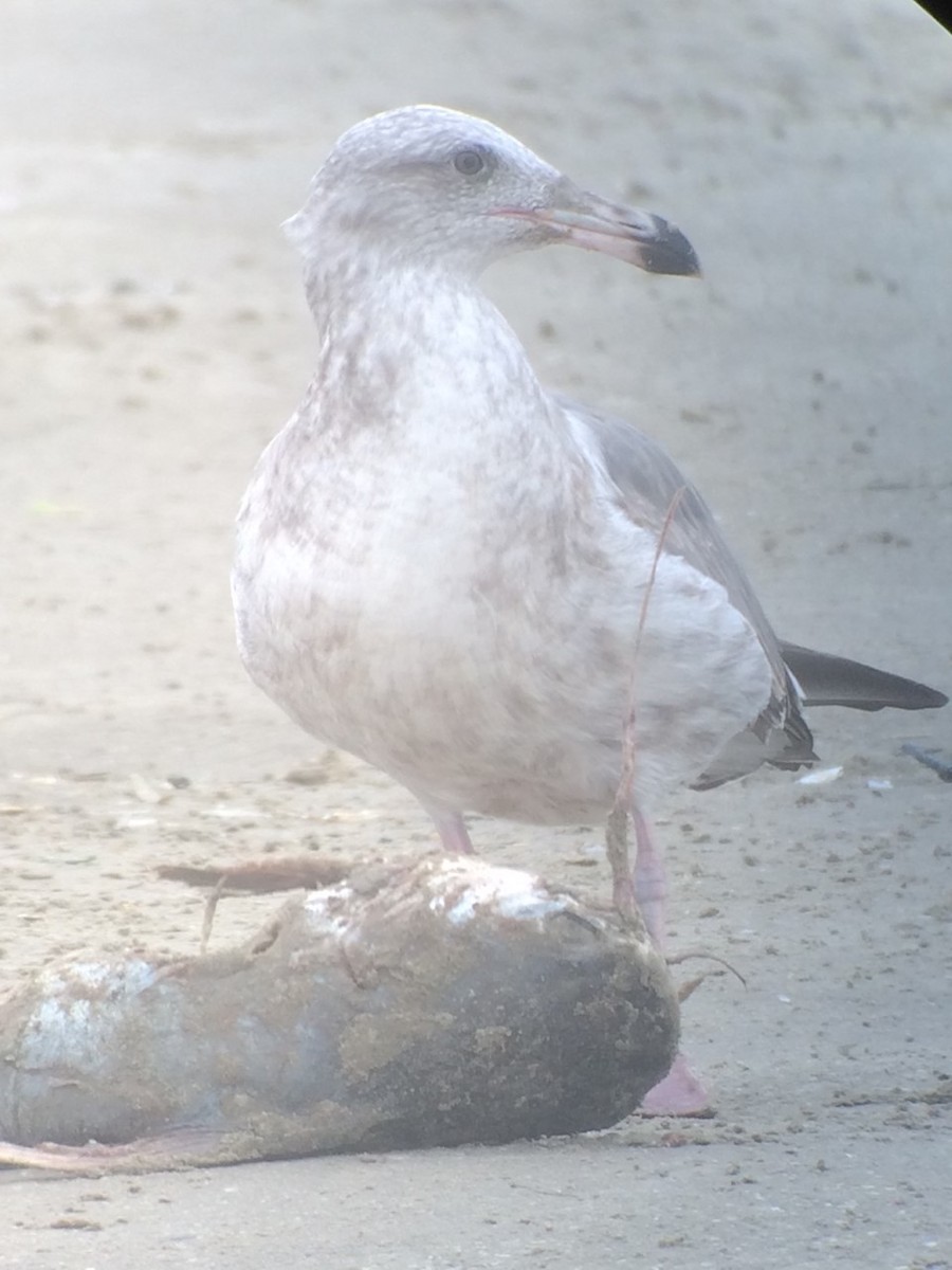 Western Gull - ML542032991