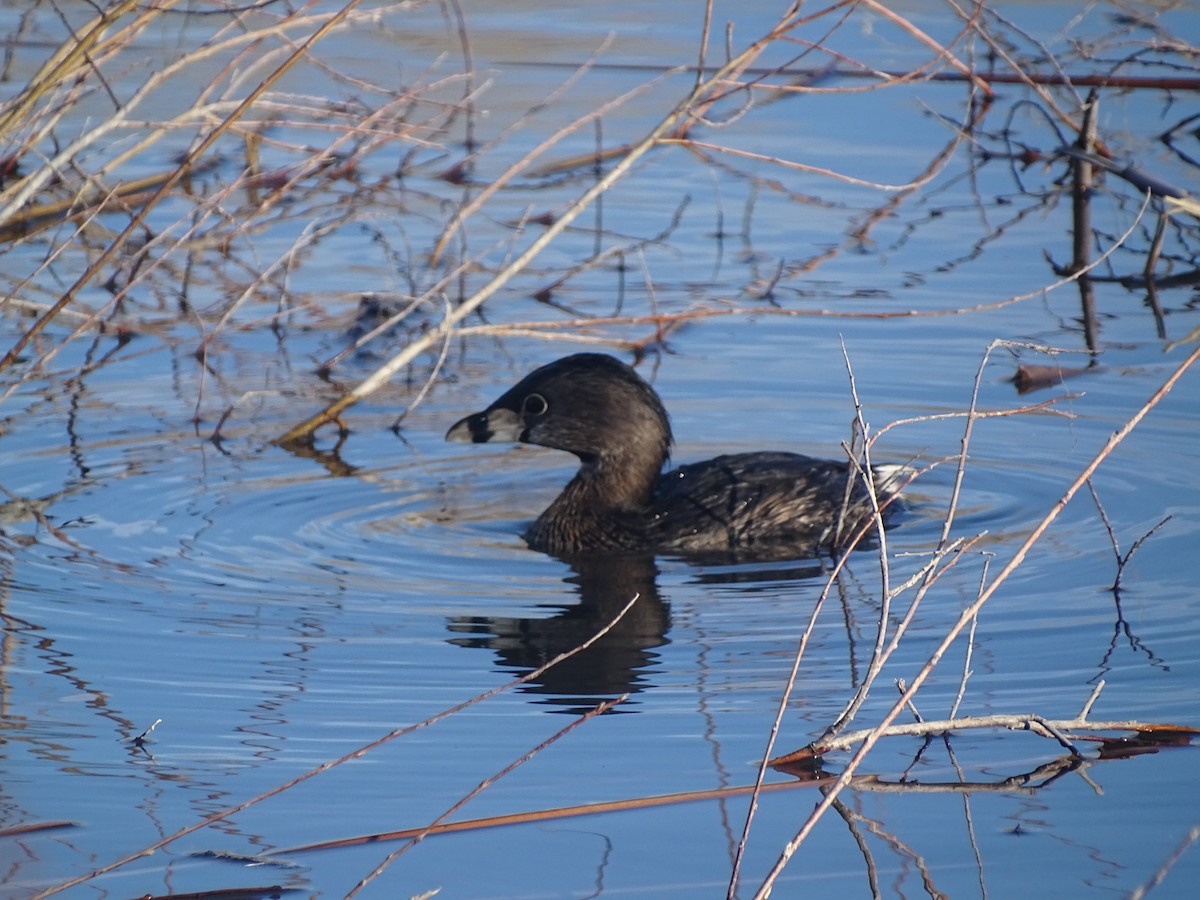 Pied-billed Grebe - ML542034131