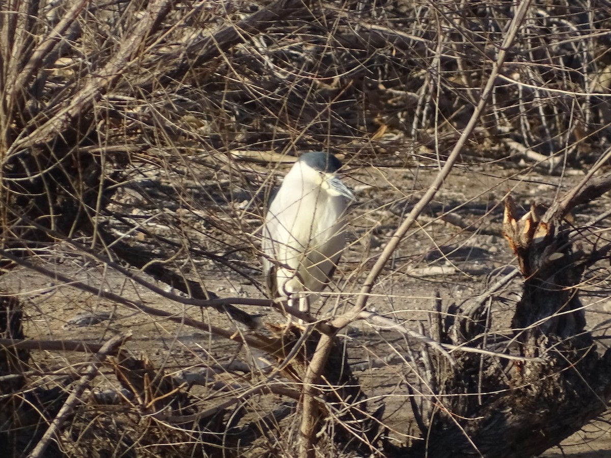 Black-crowned Night Heron - ML542034711