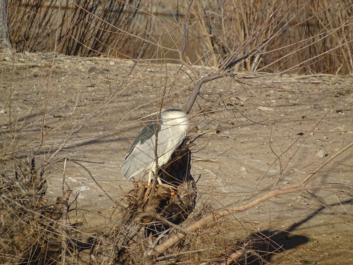 Black-crowned Night Heron - ML542034731