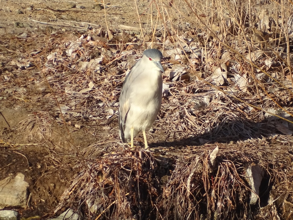 Black-crowned Night Heron - ML542034741