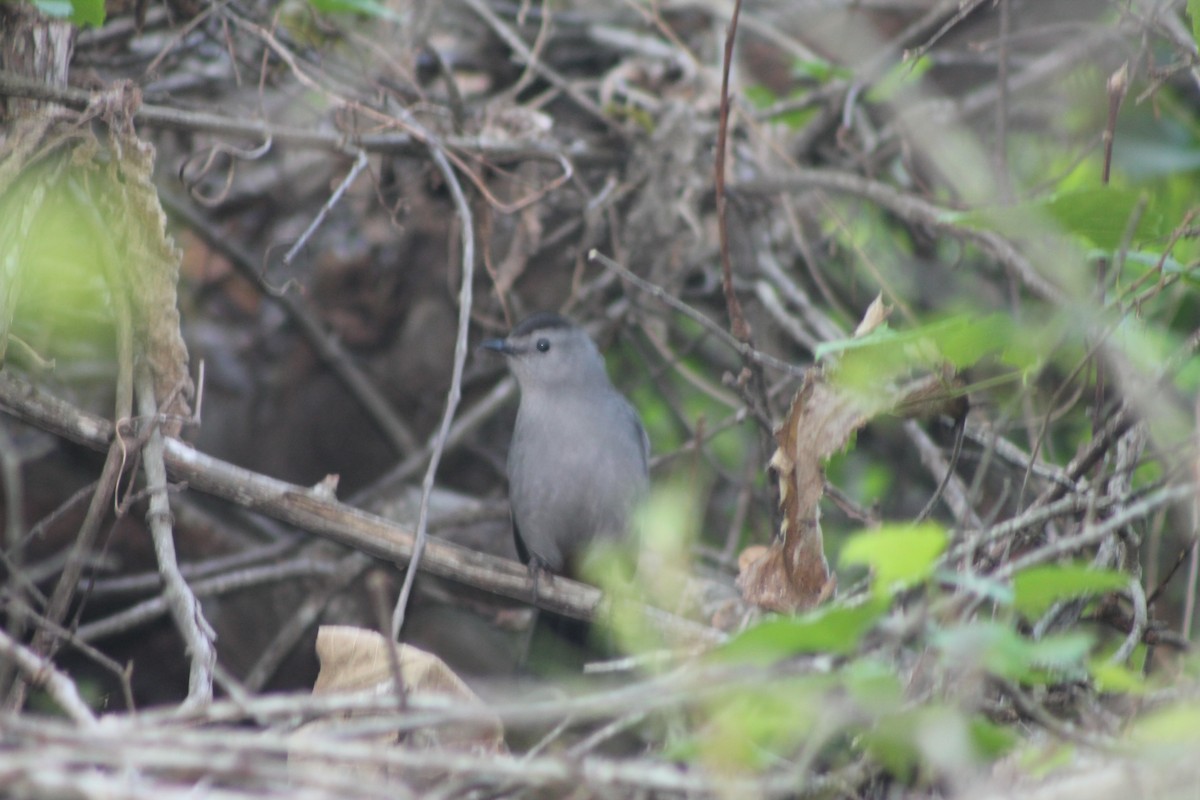 Gray Catbird - ML54203511