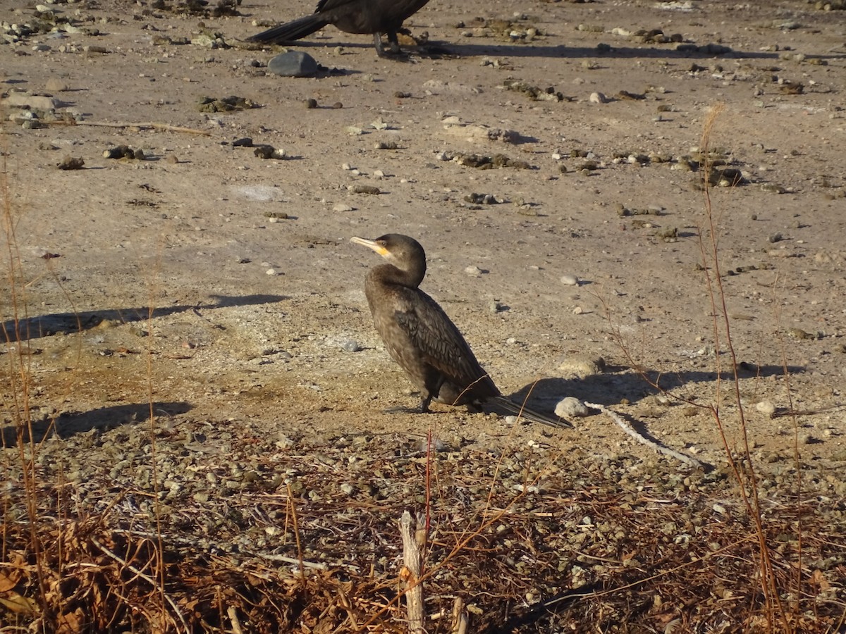 Neotropic Cormorant - ML542035351