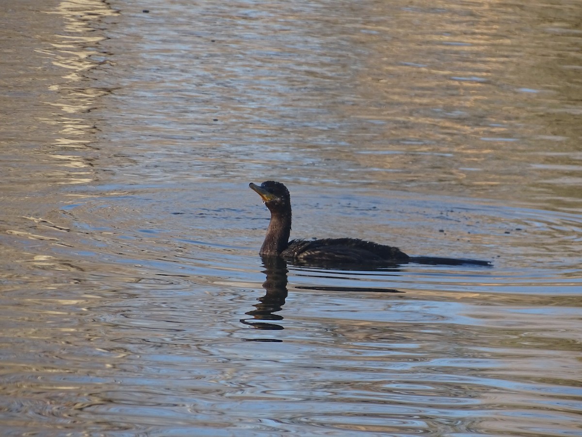 Cormoran vigua - ML542035361