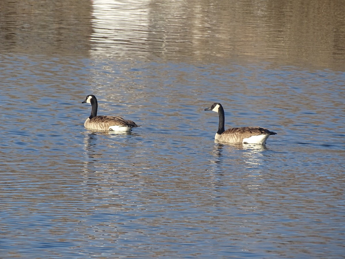 Canada Goose - ML542035521