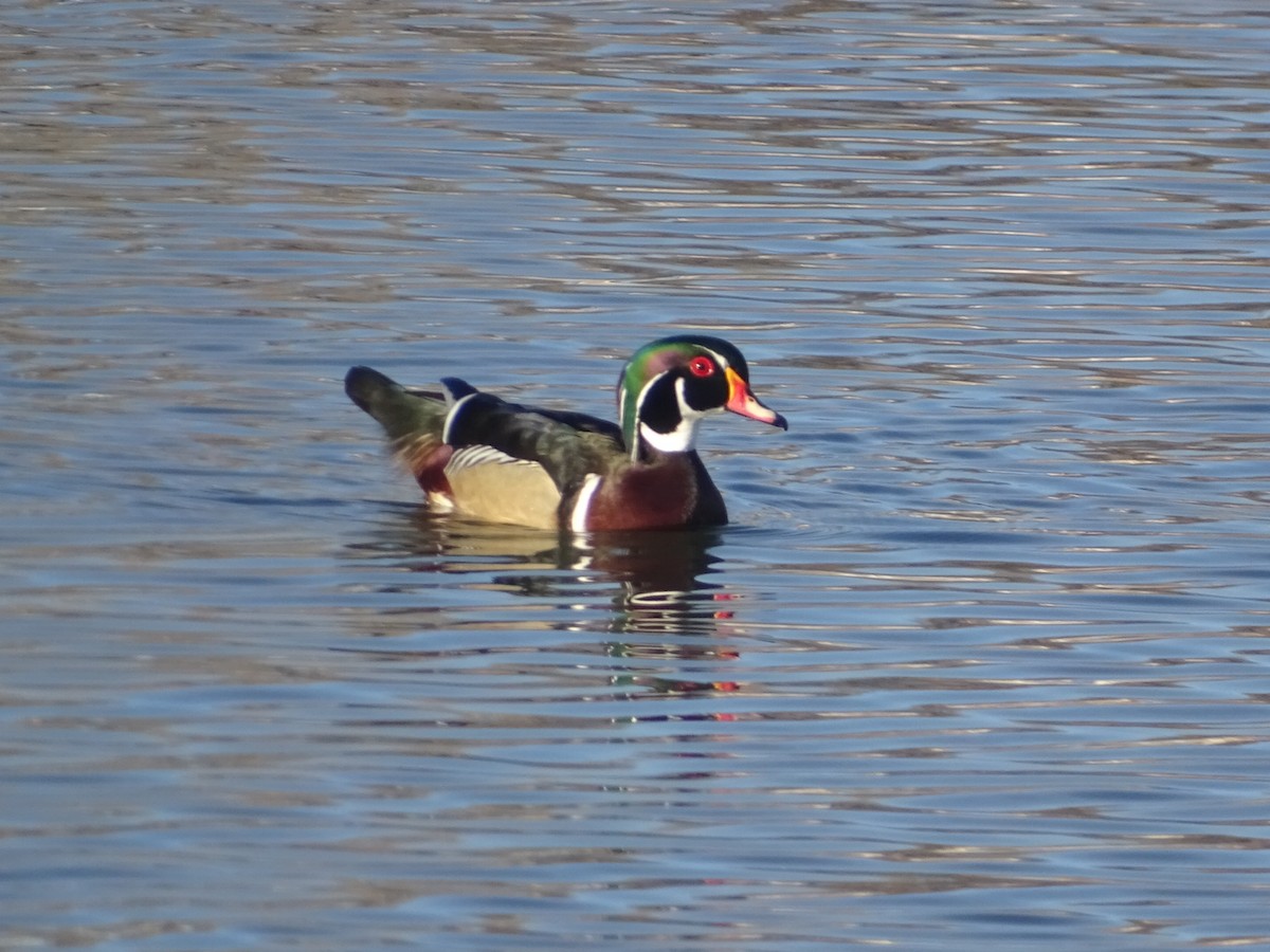 Wood Duck - ML542035691