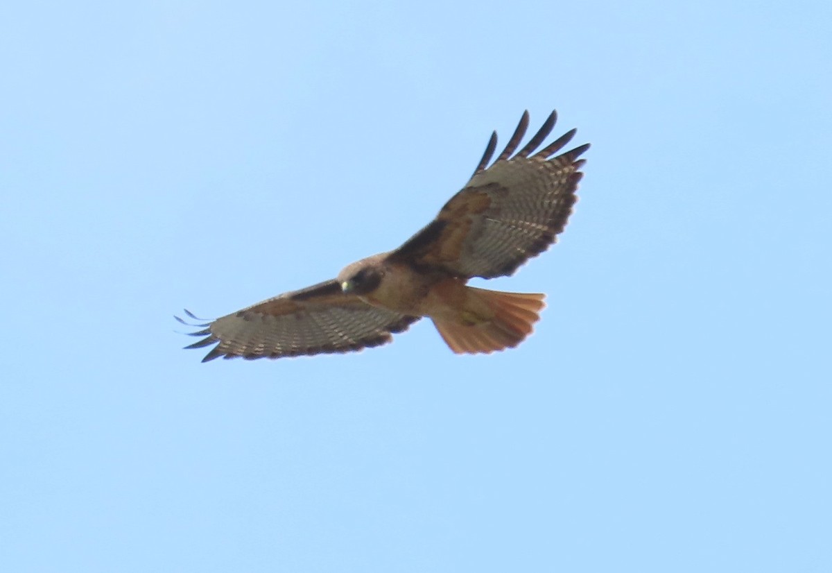 Red-tailed Hawk - ML542036091