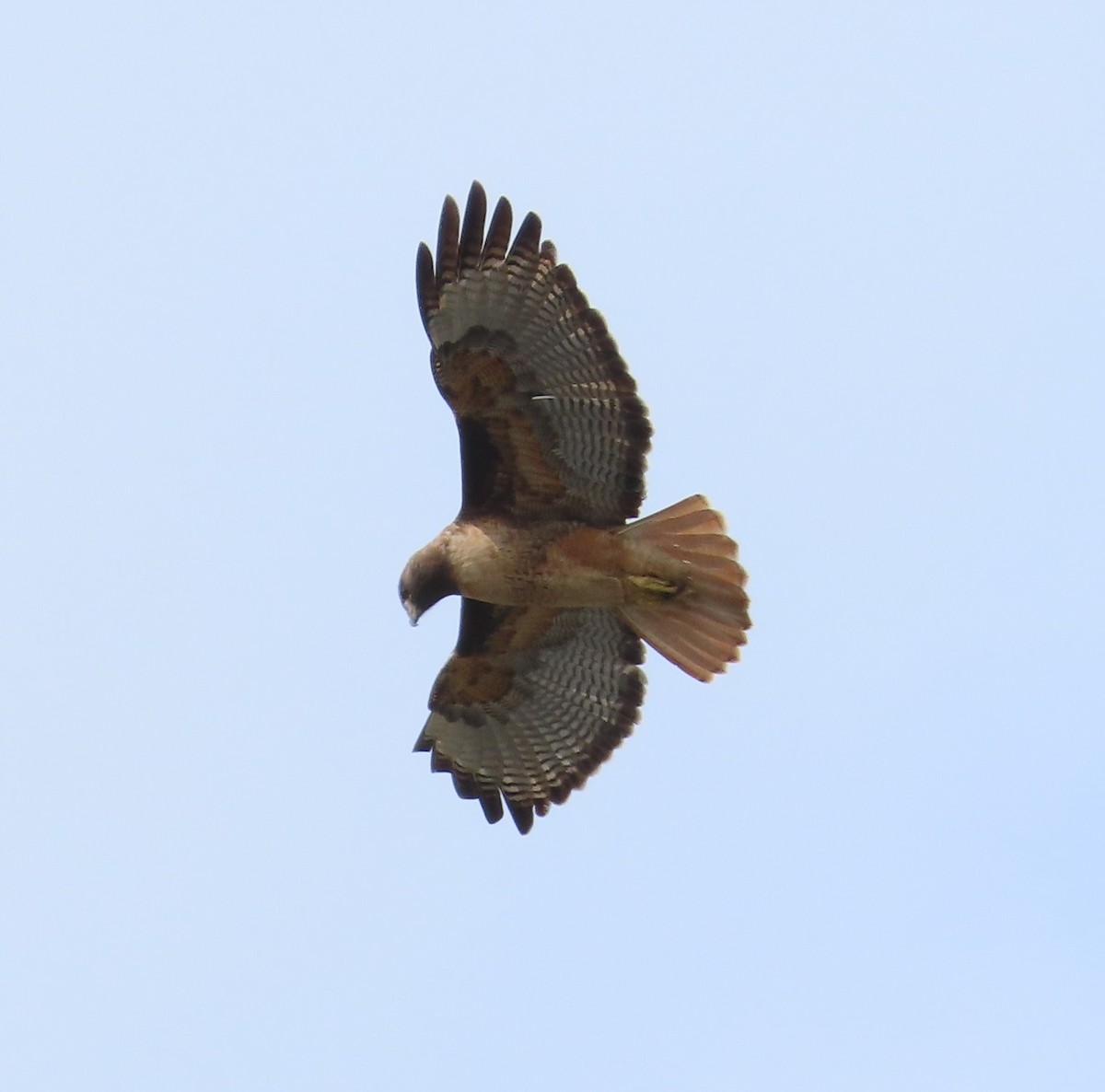 Red-tailed Hawk - ML542036101