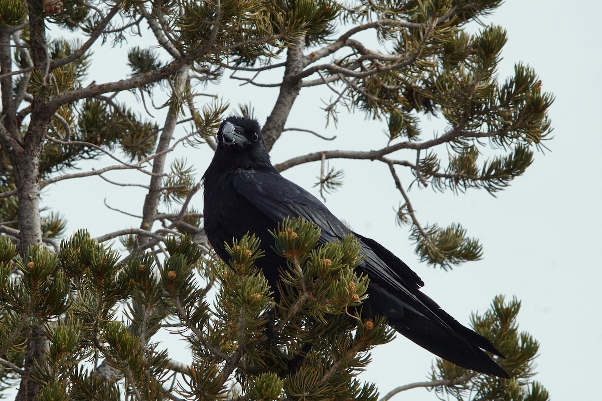 Common Raven - ML542036461