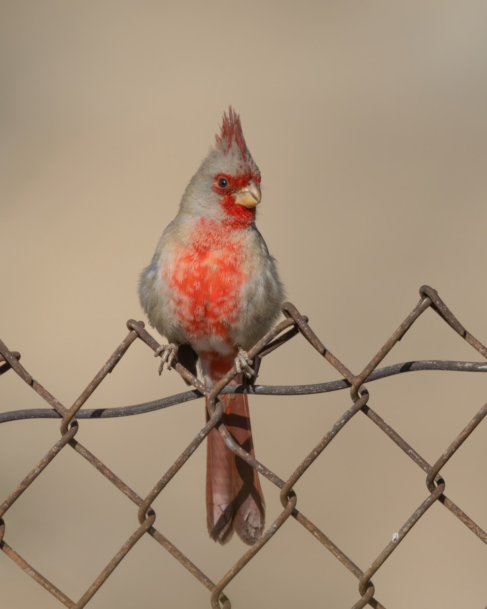 Pyrrhuloxia - ML542036561
