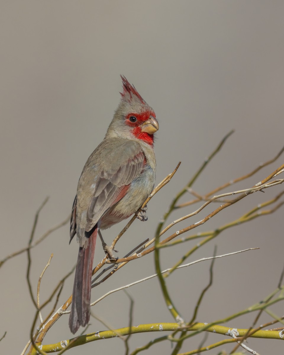 Pyrrhuloxia - ML542036641