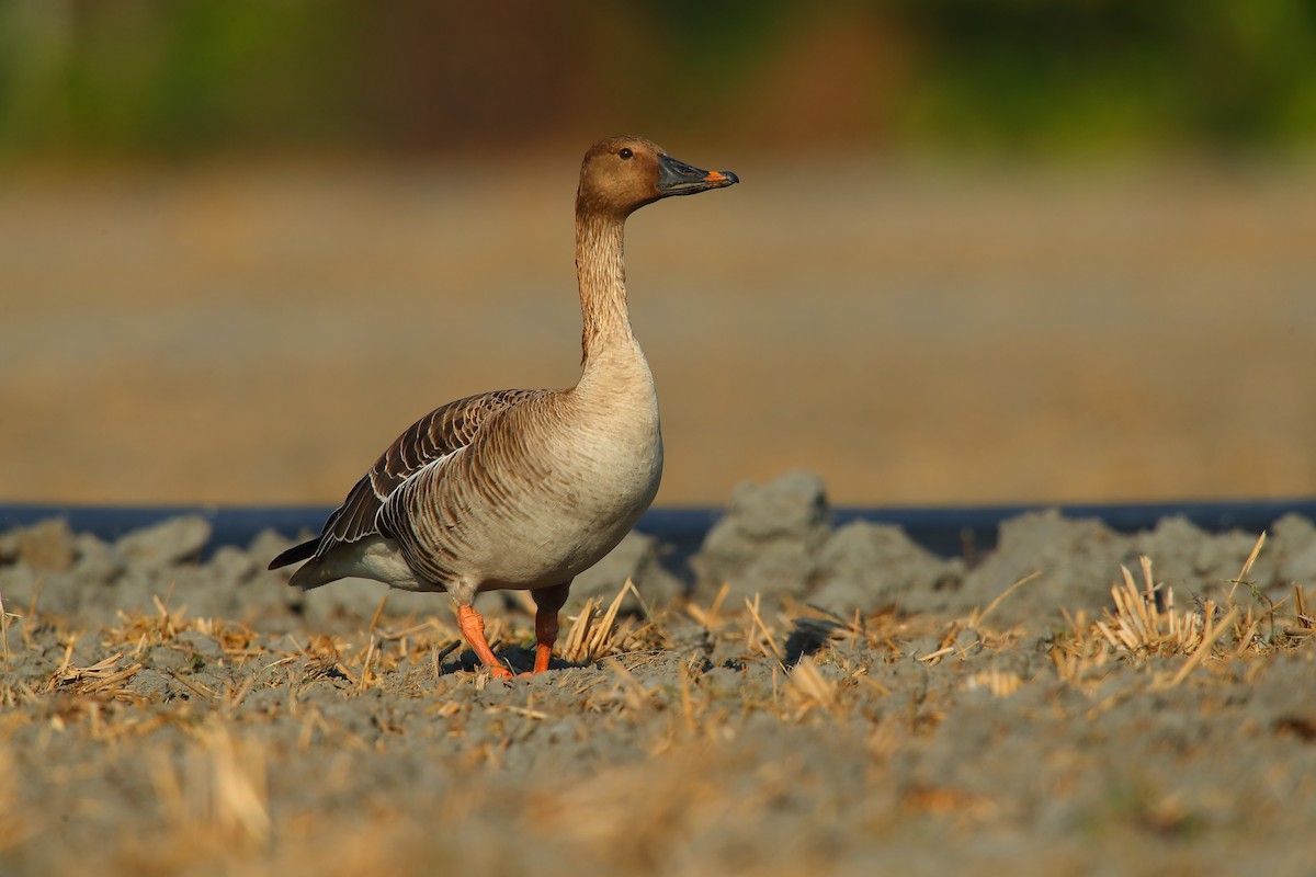 Taiga Bean-Goose - ML542036891