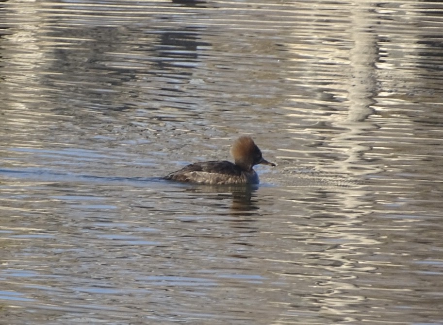 Hooded Merganser - ML542037001