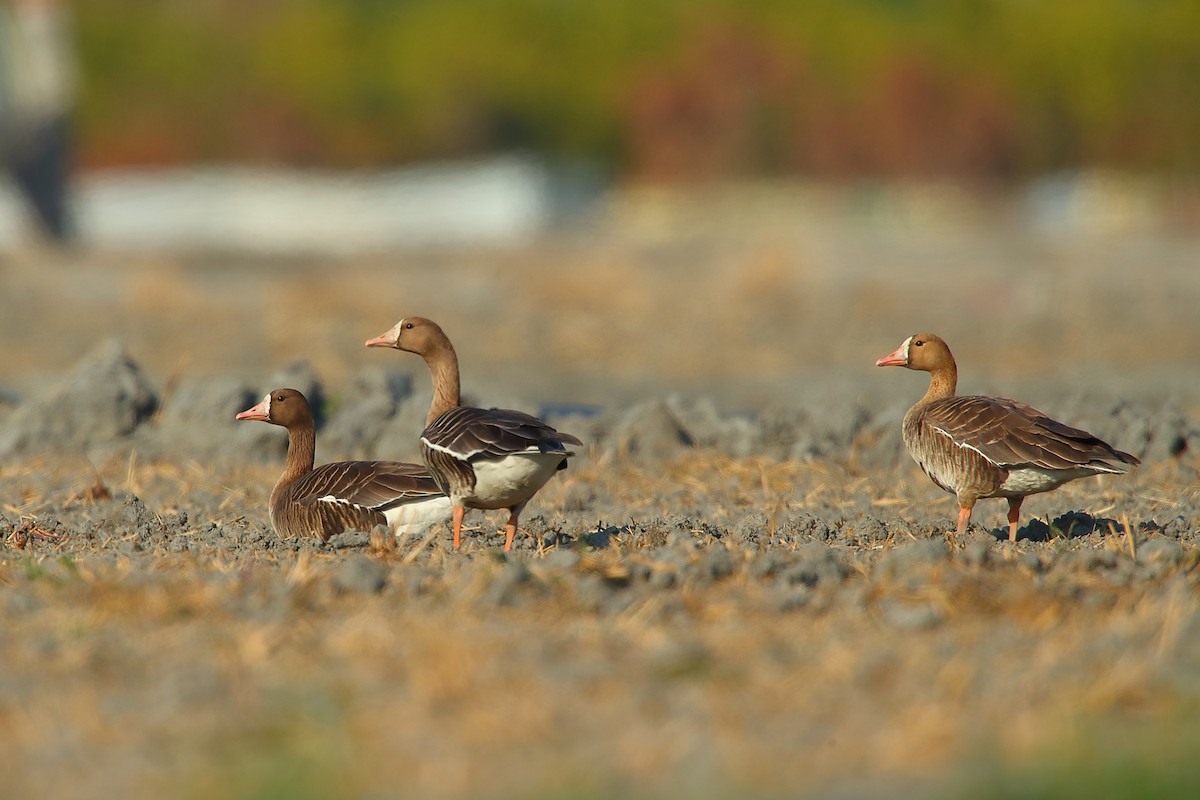 Greater White-fronted Goose - ML542037021