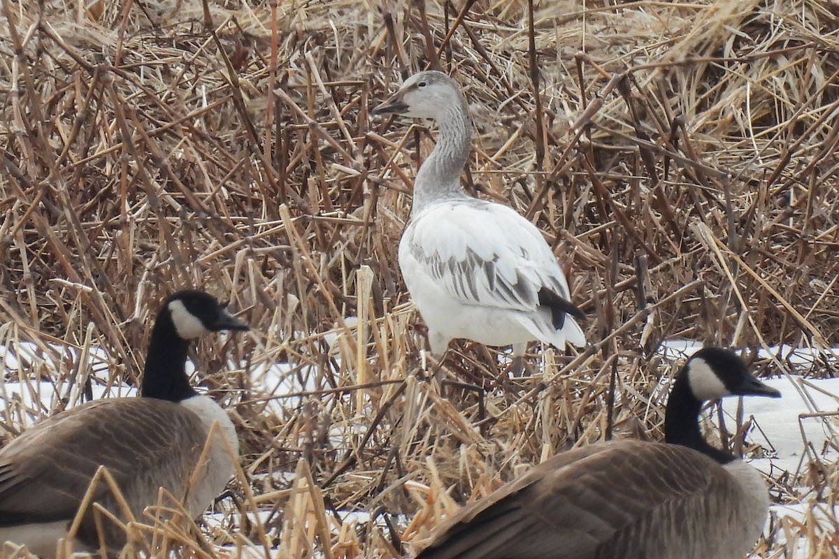 Snow Goose - Todd Brown