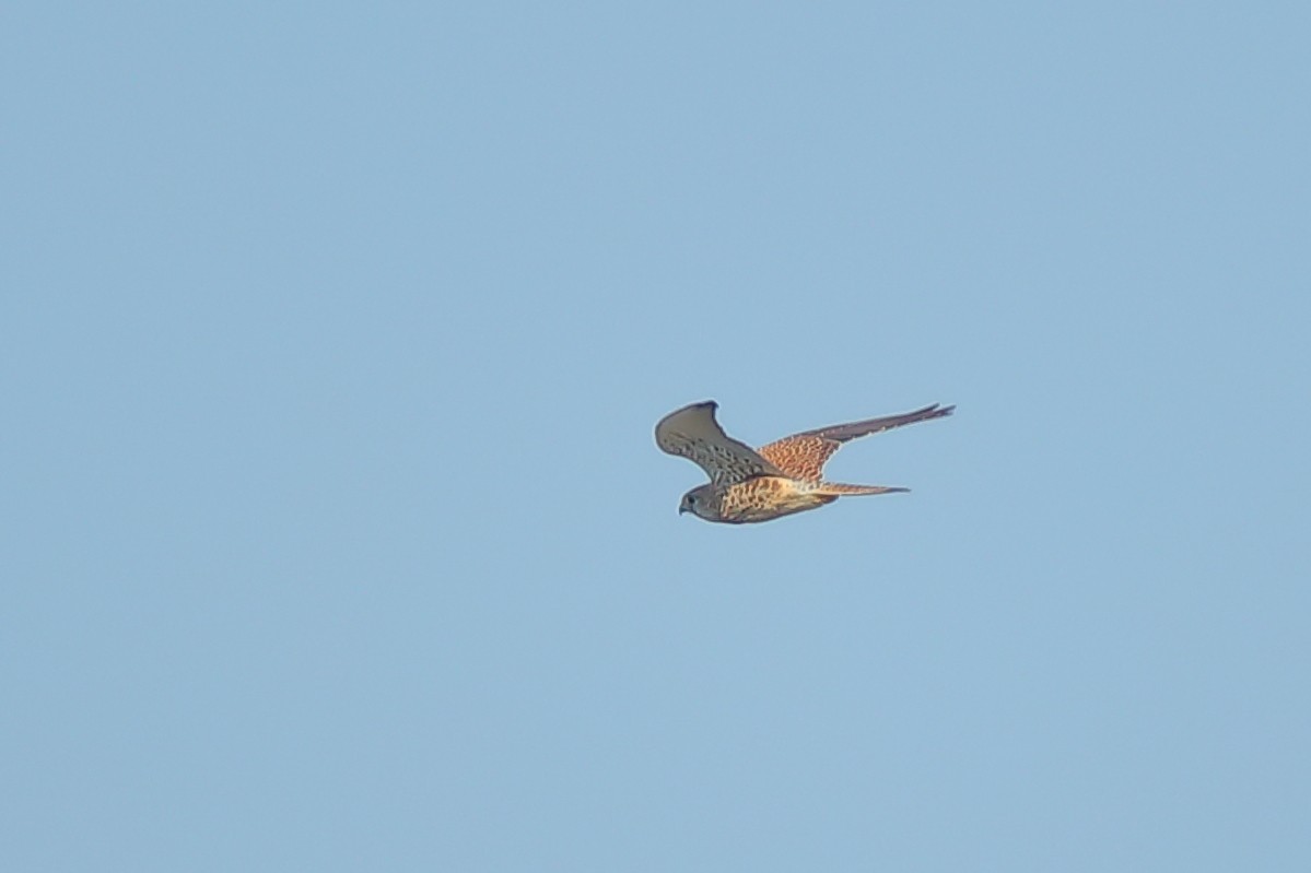 Eurasian Kestrel - ML542038781