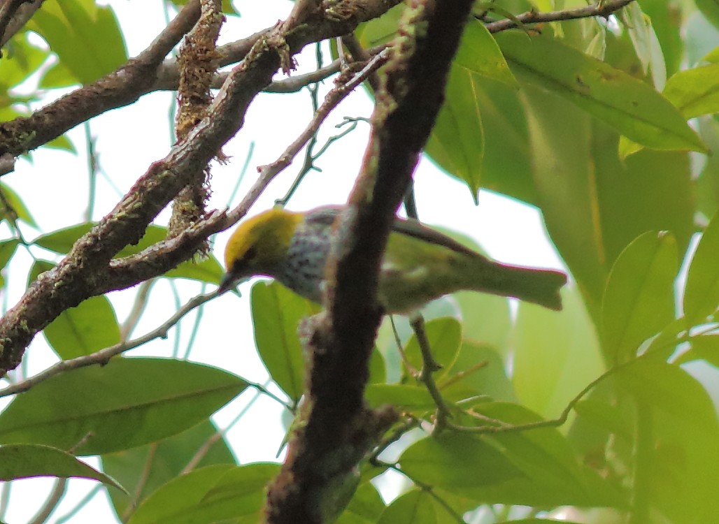 Speckled Tanager - ML54204081