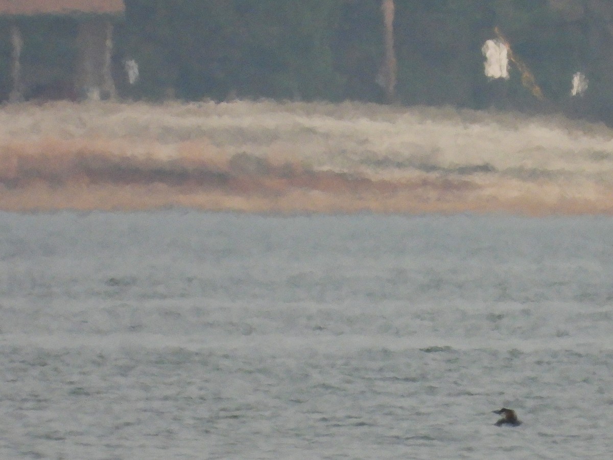 Common Loon - Eric Haskell