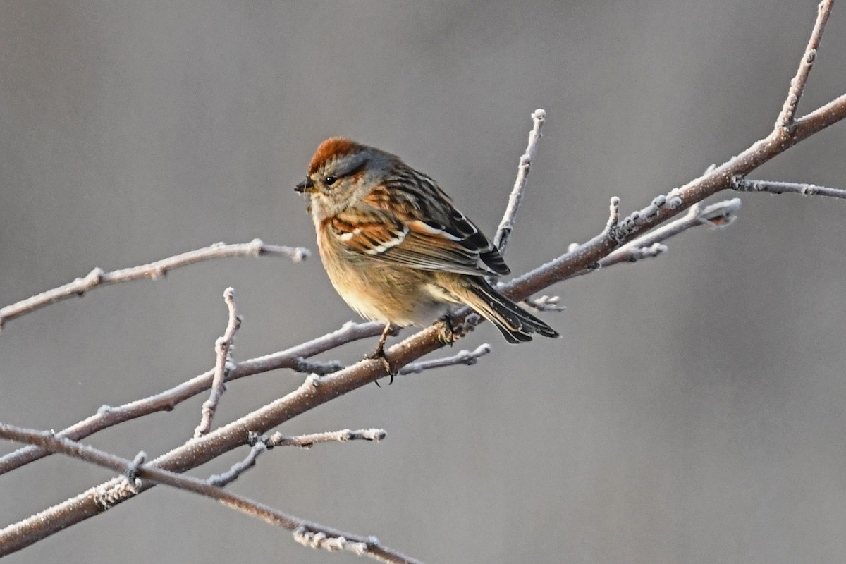 American Tree Sparrow - ML542041551