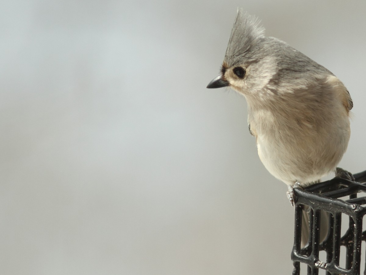 Tufted Titmouse - ML54204191