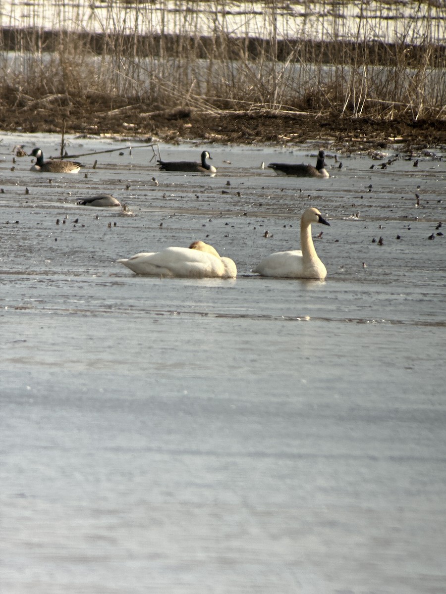 Cygne siffleur - ML542042011