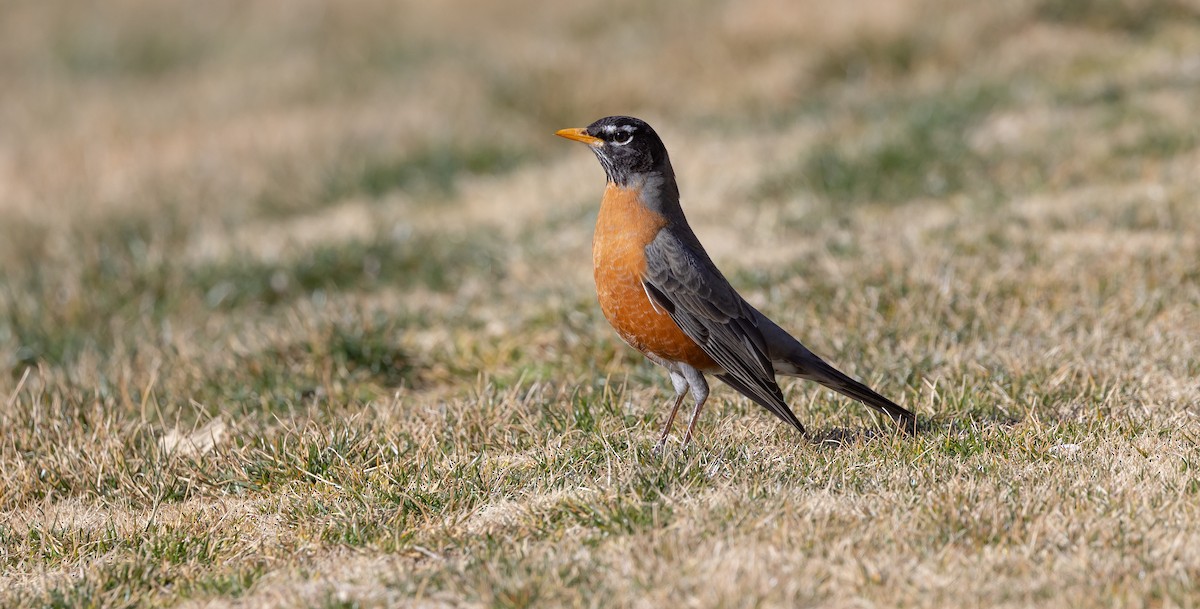 American Robin - Brian Small