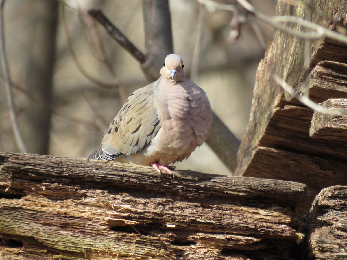 Mourning Dove - ML542043771