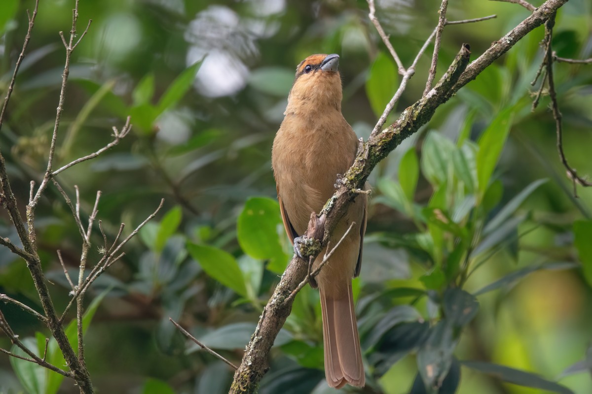 Brown Tanager - ML542046151