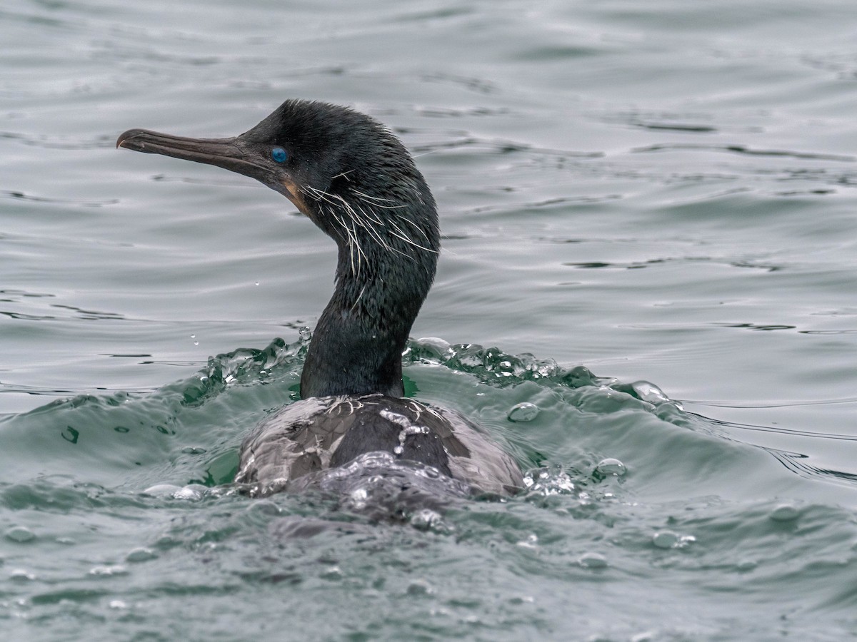 Brandt's Cormorant - ML542046681