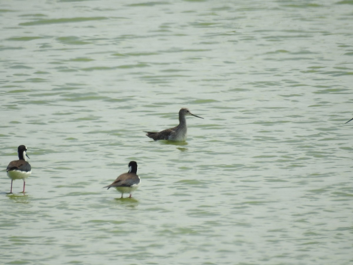 Greater Yellowlegs - ML542046971