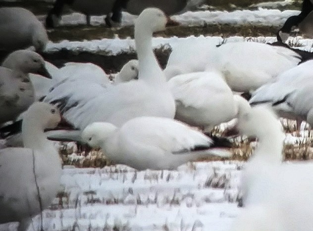 Ross's Goose - ML542048001