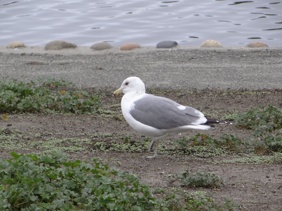 Goéland de Californie - ML542048261