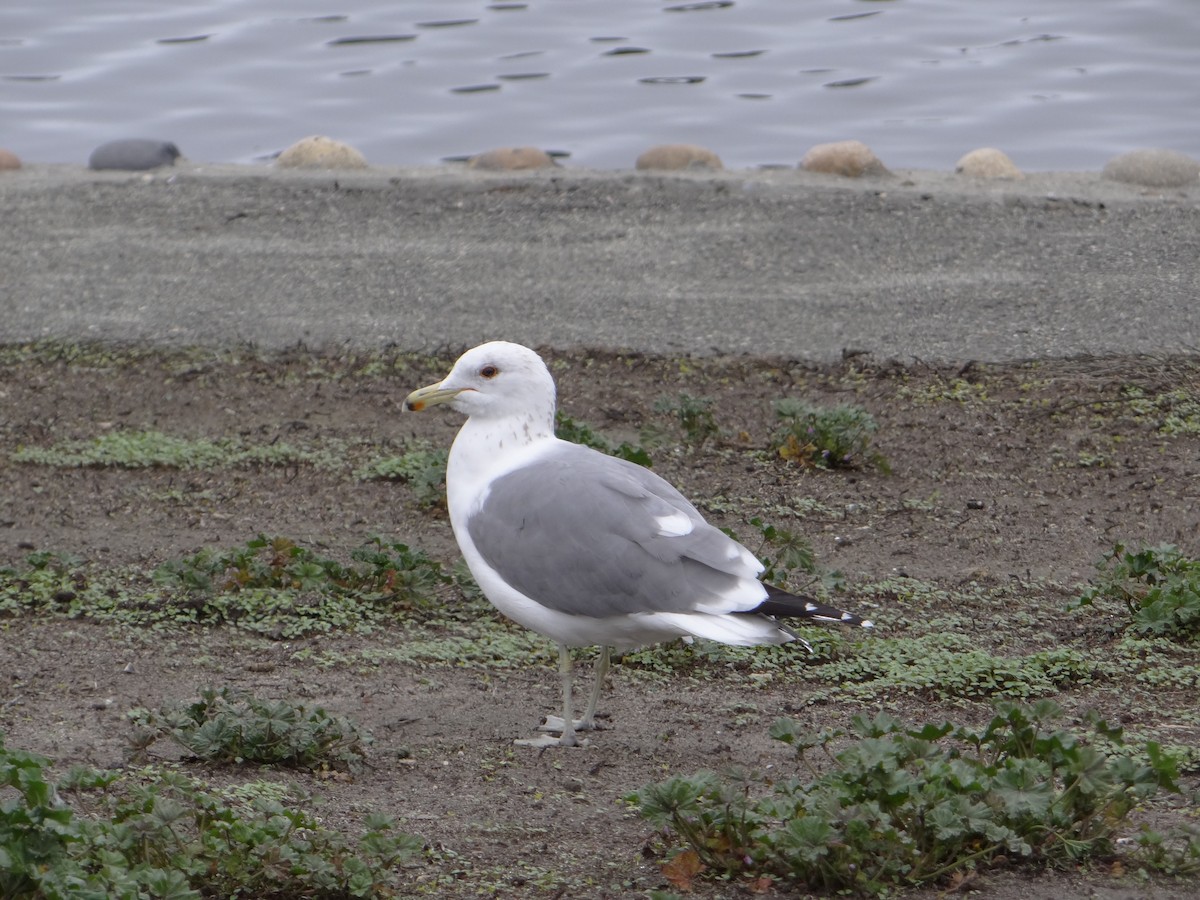 Gaviota Californiana - ML542048271