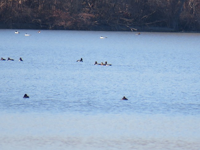 Ring-necked Duck - ML542048341