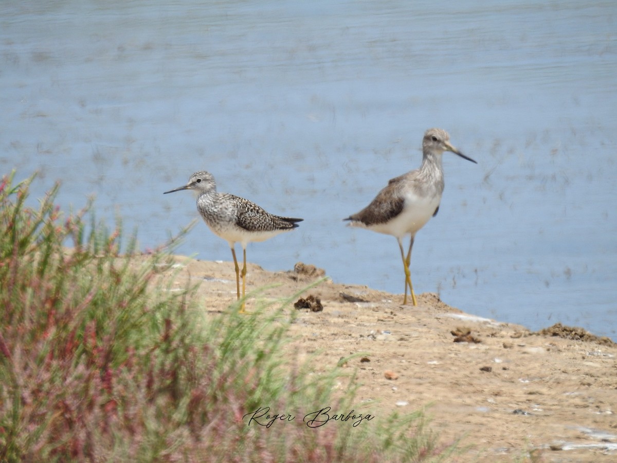 Greater Yellowlegs - ML542048421