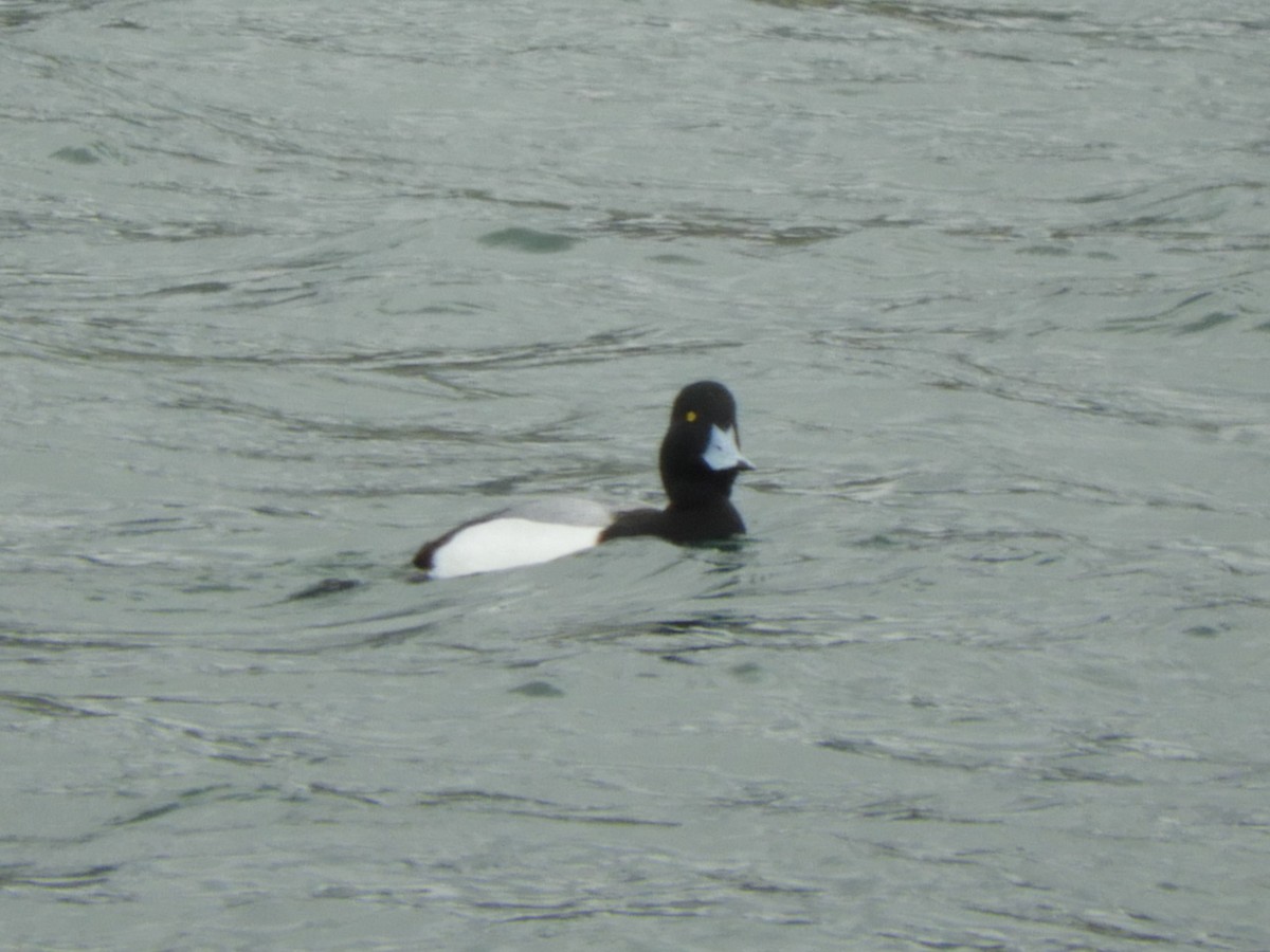 Greater Scaup - ML542048791
