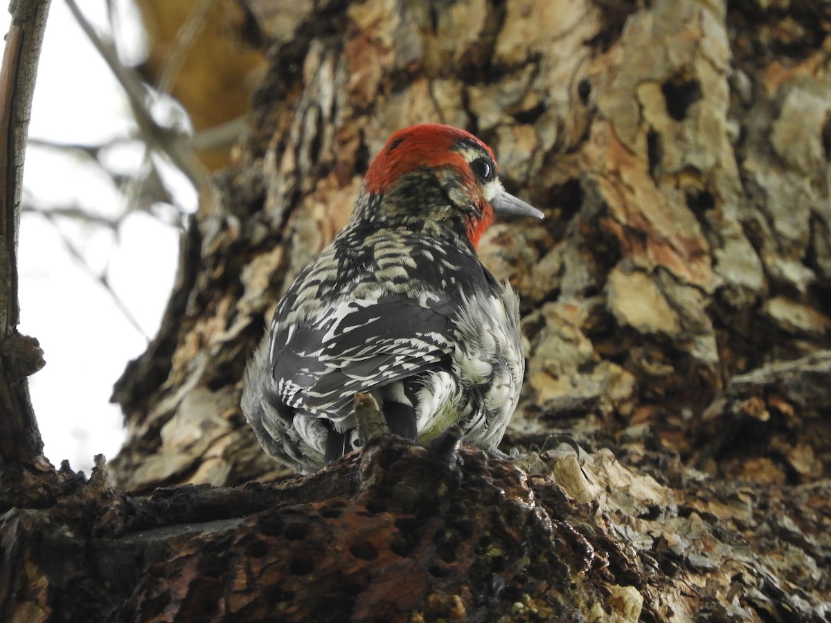 Yellow-bellied x Red-breasted Sapsucker (hybrid) - ML542049471