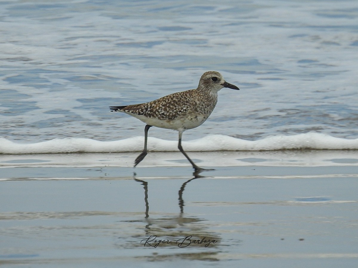 Black-bellied Plover - Roger Barboza Castro