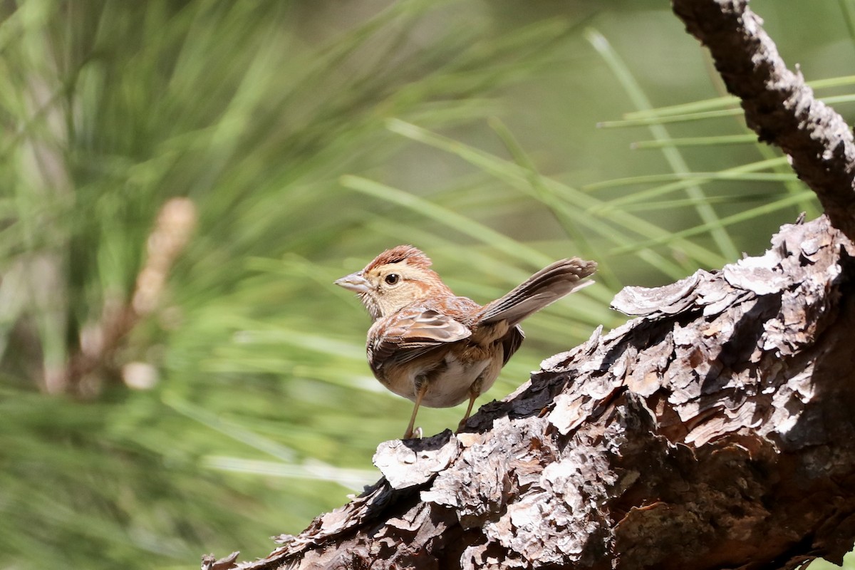 Bachman's Sparrow - ML542050971