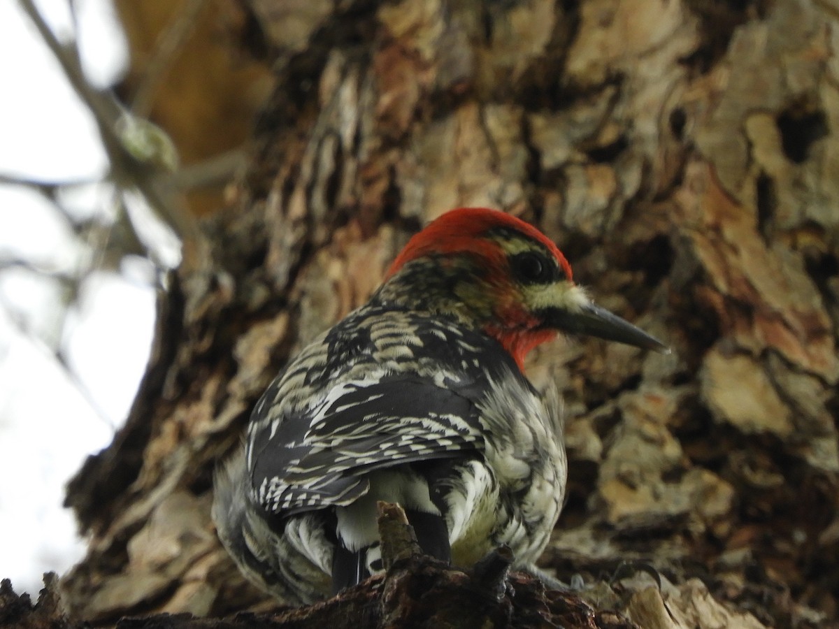 Yellow-bellied x Red-breasted Sapsucker (hybrid) - ML542051001