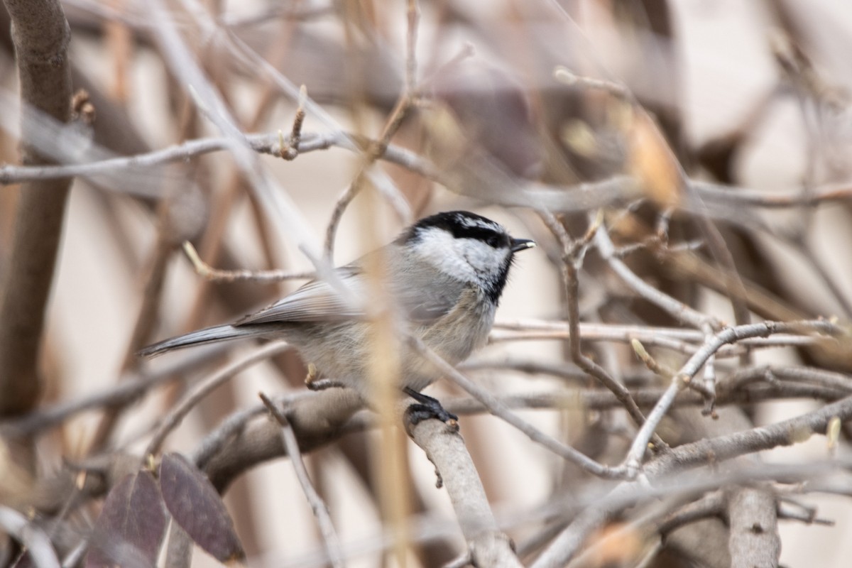 Mésange de Gambel - ML542051191