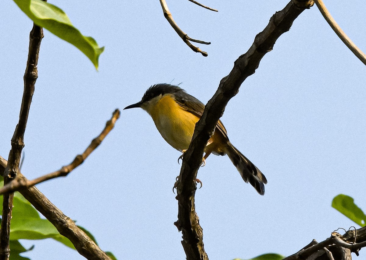 Prinia cendrée - ML542052641