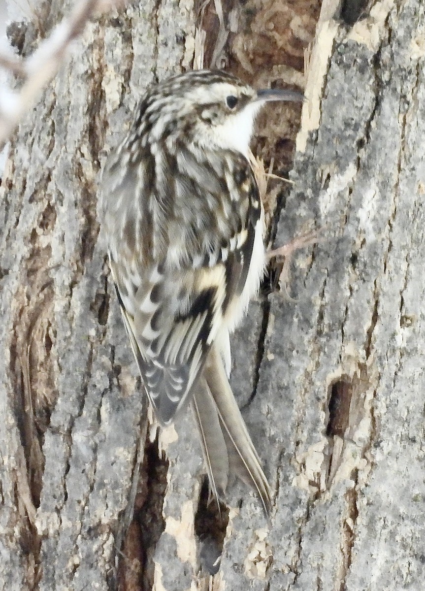 Brown Creeper - kim schonning