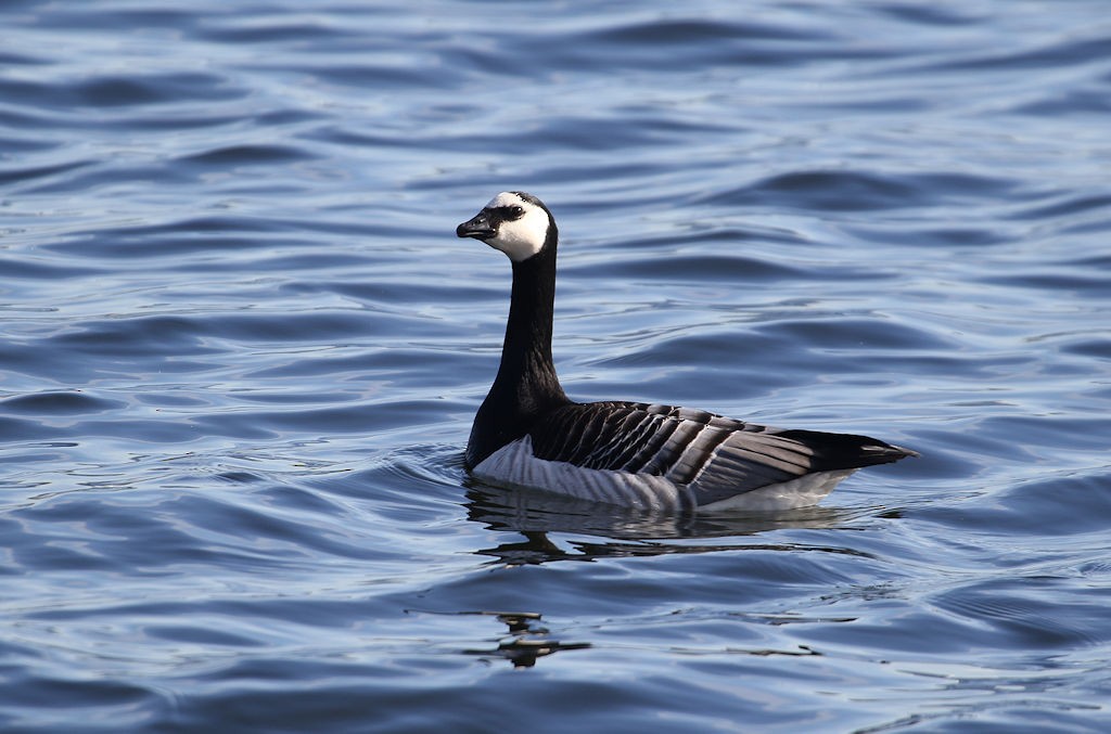 Barnacle Goose - ML54205431