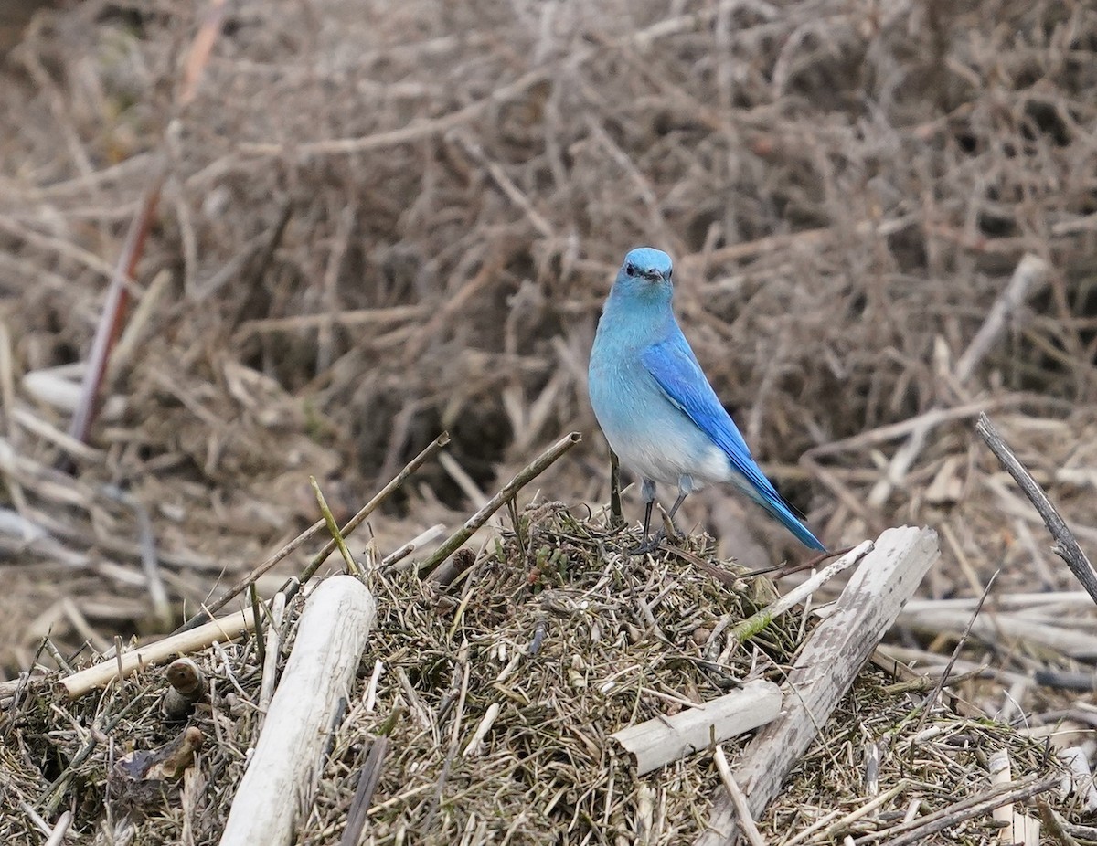 Mountain Bluebird - ML542054601