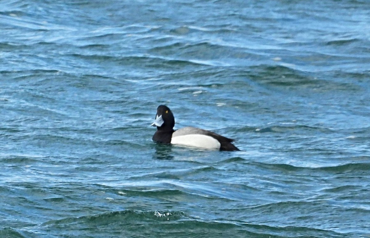 Greater Scaup - ML542055411