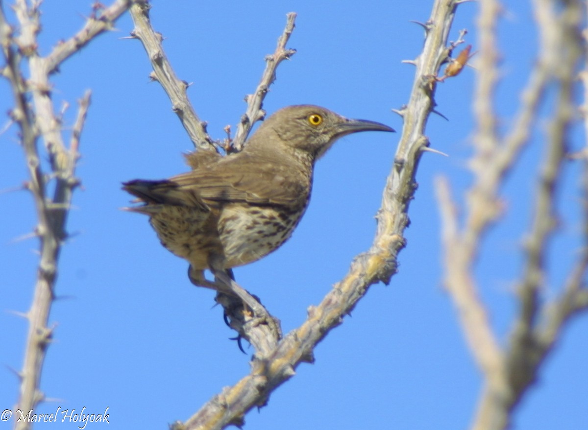 Gray Thrasher - Marcel Holyoak