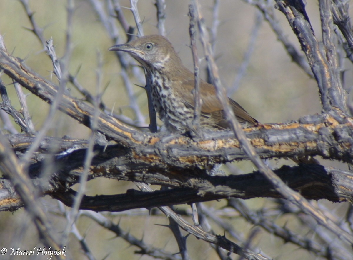 Gray Thrasher - Marcel Holyoak