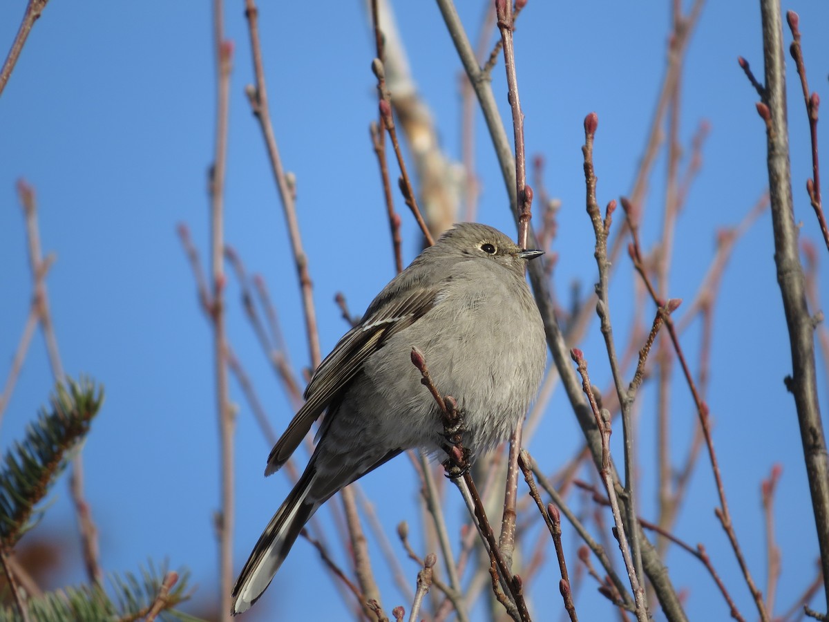 Townsend's Solitaire - Chris Dale
