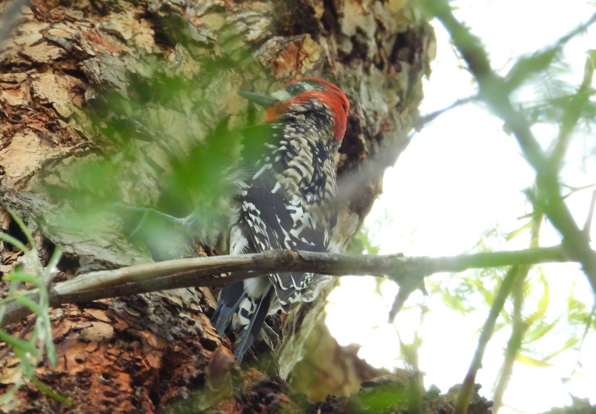 Yellow-bellied x Red-breasted Sapsucker (hybrid) - ML542055971